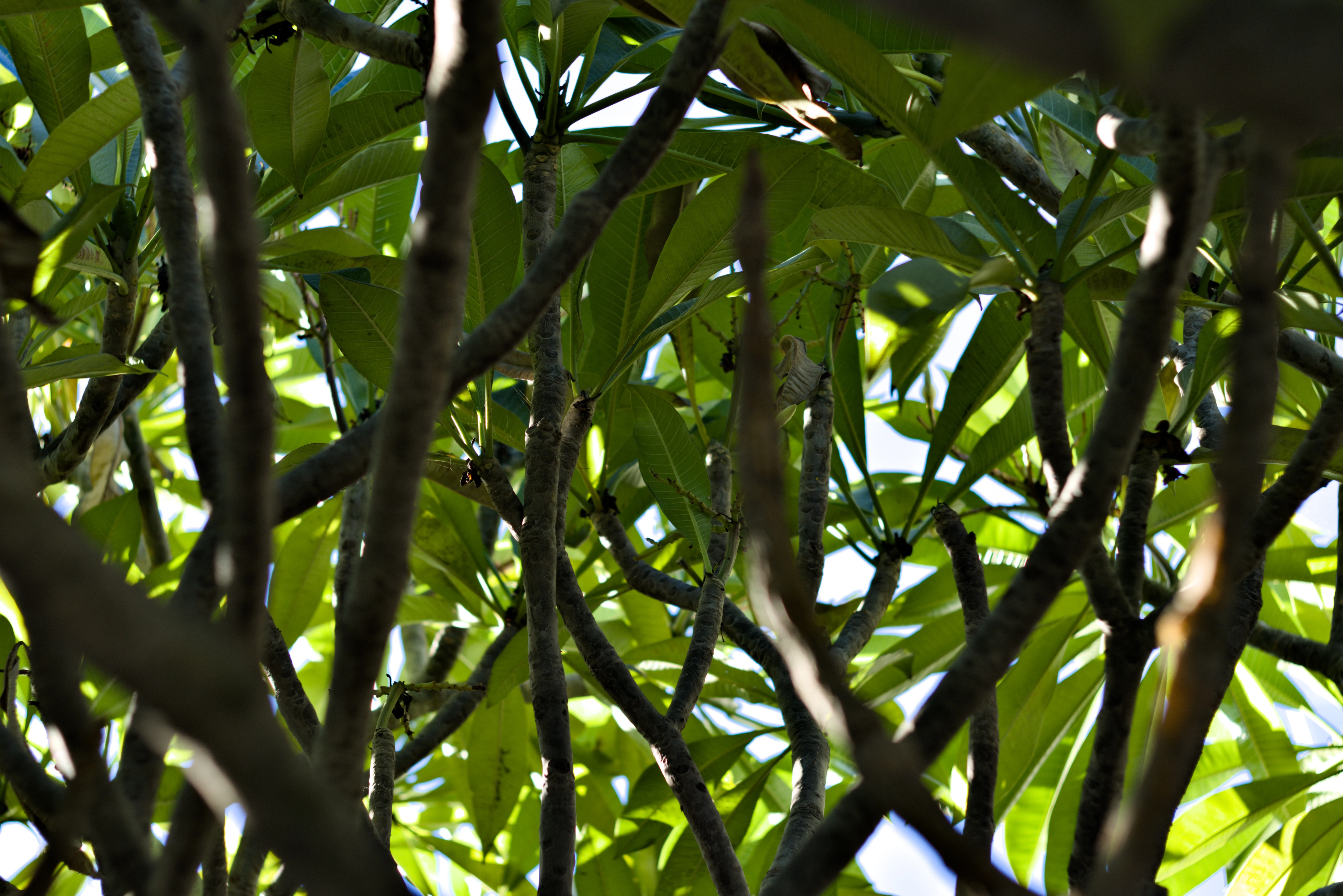 Zenith Helios-77M-4 1,850 (VOMZ) - _I4A2691.webp